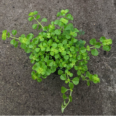 3" Pilea Baby Tears